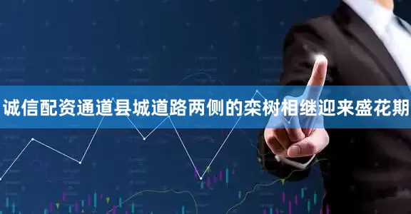 诚信配资通道县城道路两侧的栾树相继迎来盛花期